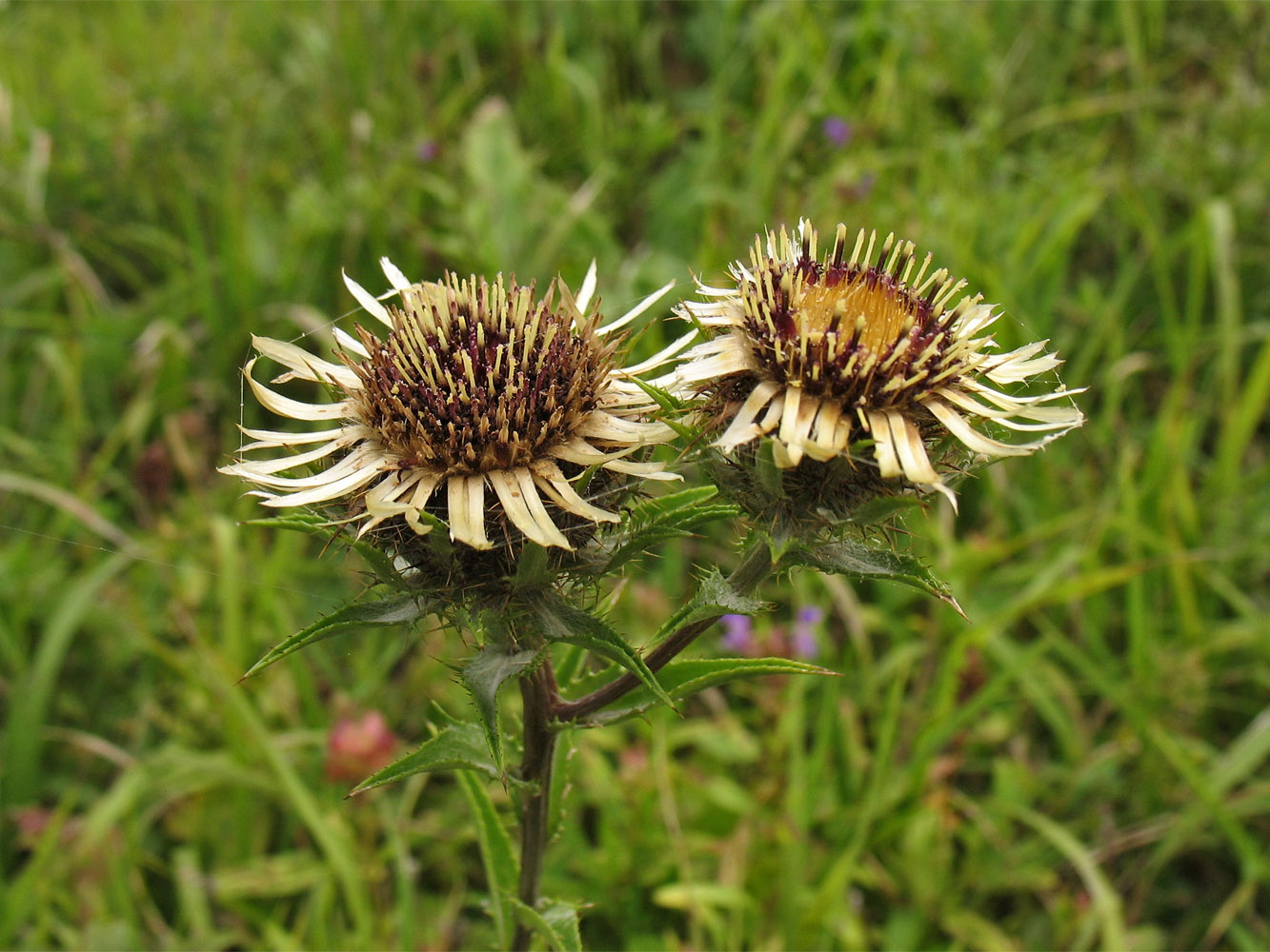 Изображение особи Carlina intermedia.