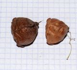Cardiospermum halicacabum