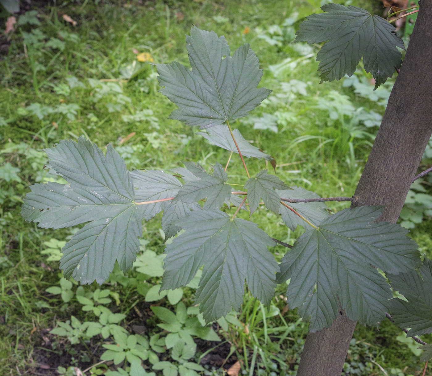 Image of Acer pseudoplatanus specimen.