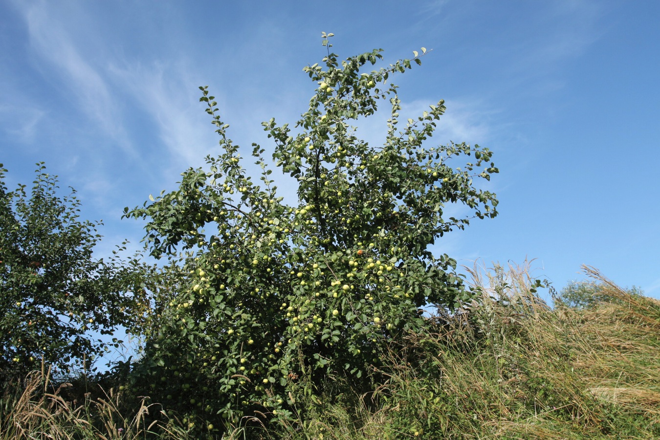 Изображение особи Malus domestica.