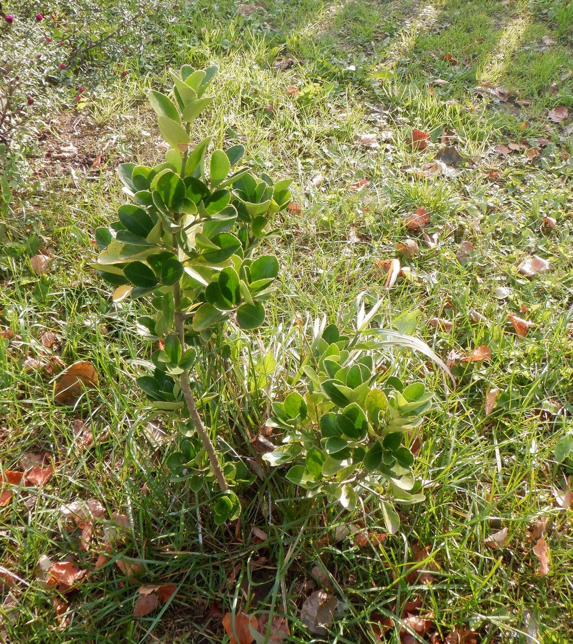 Image of Euonymus japonicus specimen.