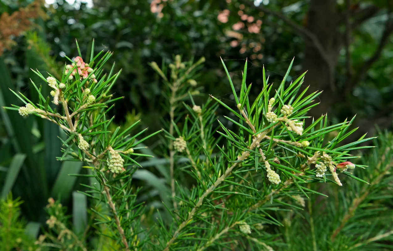 Изображение особи Erica arborea.