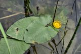 Nuphar lutea. Цветущее растение на прибрежном песчаном мелководье. Белоруссия, Витебская обл., оз. Сурмино. 21.06.2010.