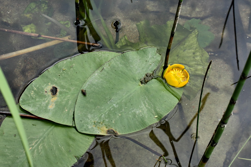 Image of Nuphar lutea specimen.