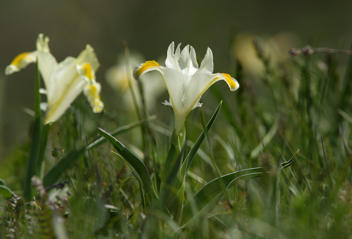 Image of Juno orchioides specimen.