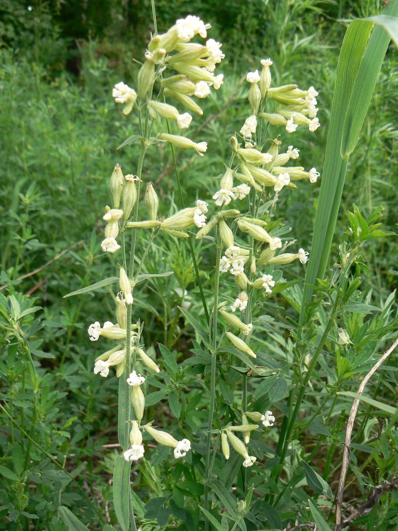 Image of Silene amoena specimen.