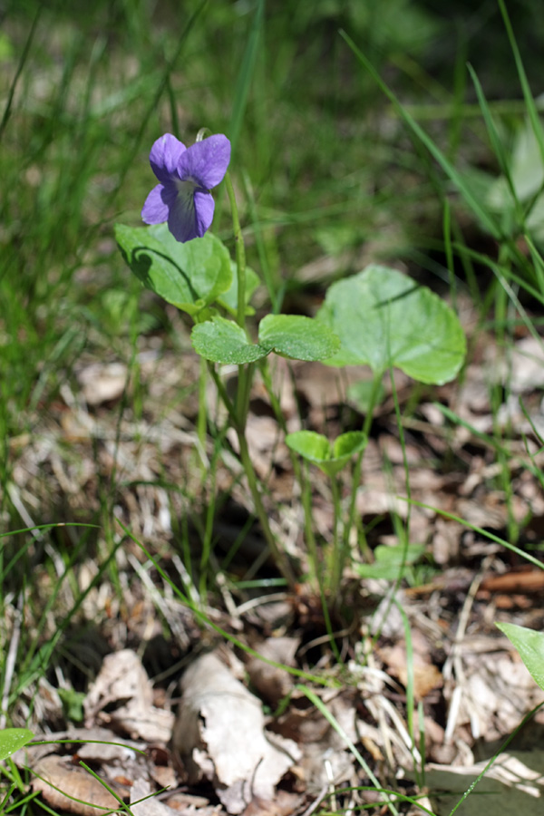 Изображение особи род Viola.