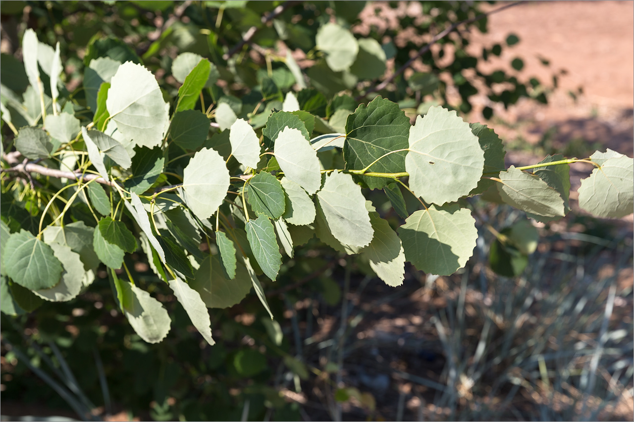 Image of Populus tremula specimen.
