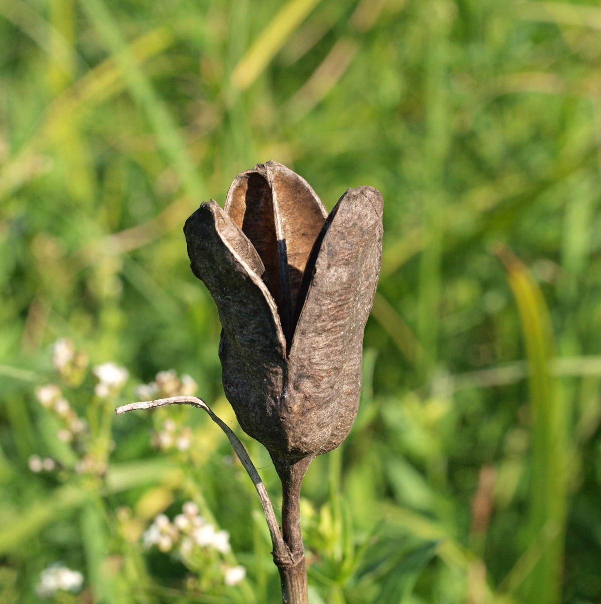 Image of Iris sibirica specimen.