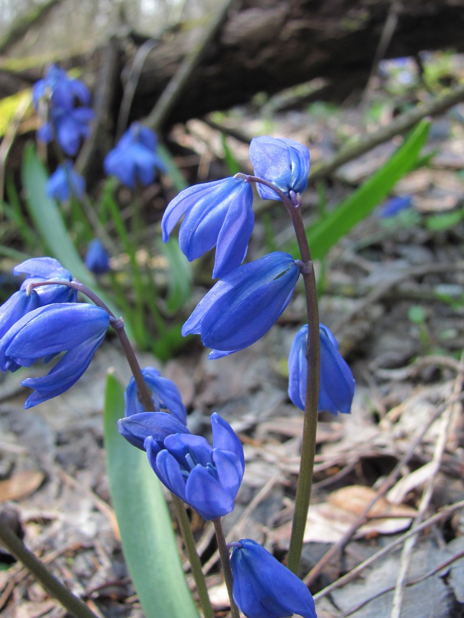 Image of Scilla siberica specimen.