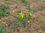 Tulipa biebersteiniana. Цветущее растение. Калмыкия, Яшкульский р-н, окр. пос. Яшкуль, степь. 18.04.2021.