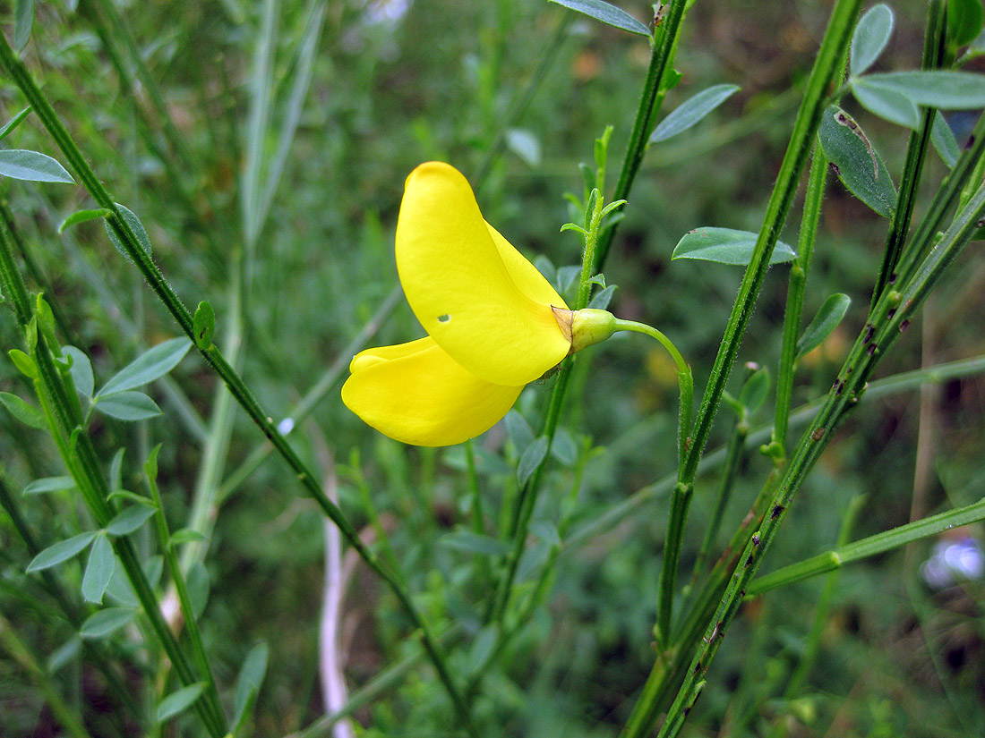 Изображение особи Sarothamnus scoparius.