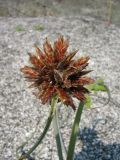 Cyperus capitatus