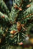 Picea glauca. Побеги с просыпающимися почками и молодой шишкой. Ленинградская обл., окр. пос. Дубки, дачный участок, в культуре. 16.05.2021.