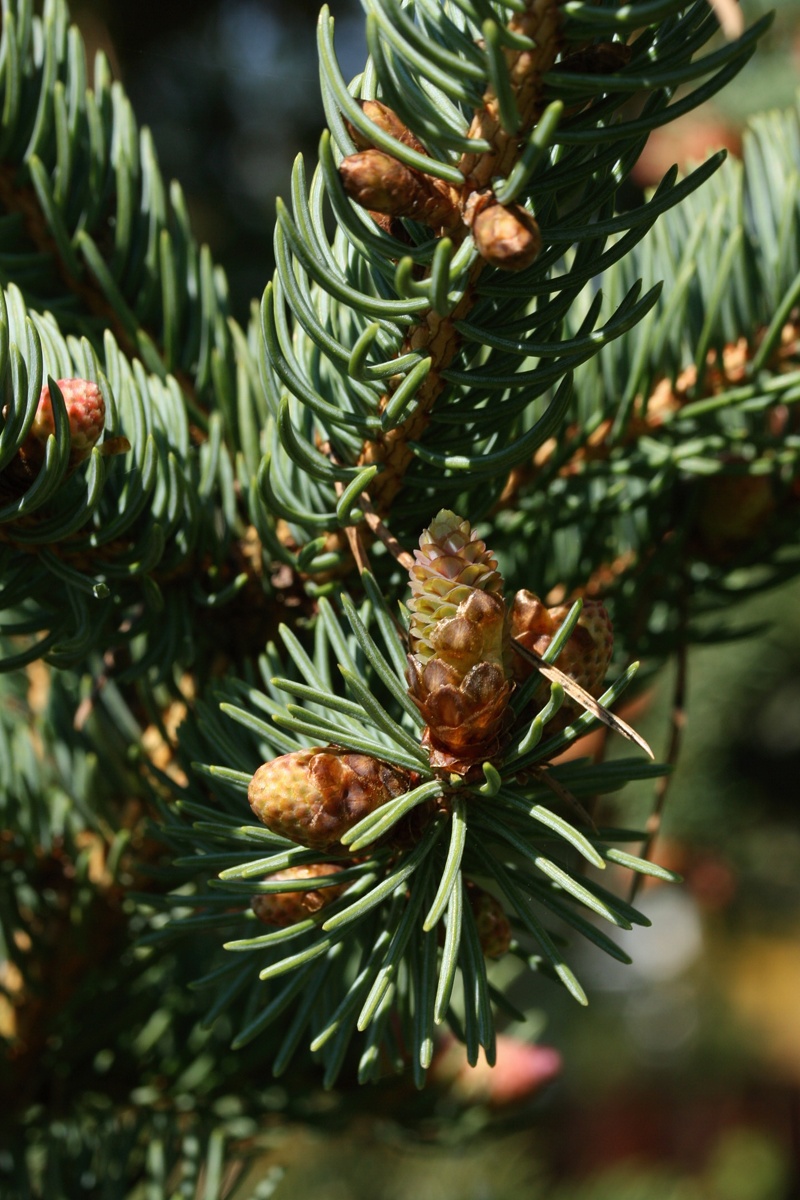 Изображение особи Picea glauca.