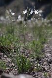 Anthericum liliago. Цветущие растения. Крым, окр. Феодосии, гора Эчкидаг, каменистая осыпь. 13.06.2021.