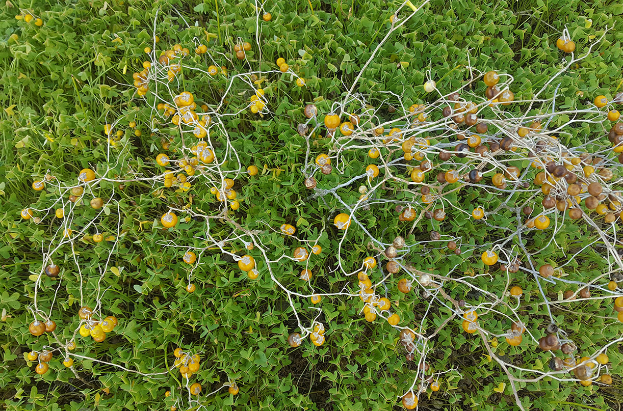 Image of Solanum elaeagnifolium specimen.