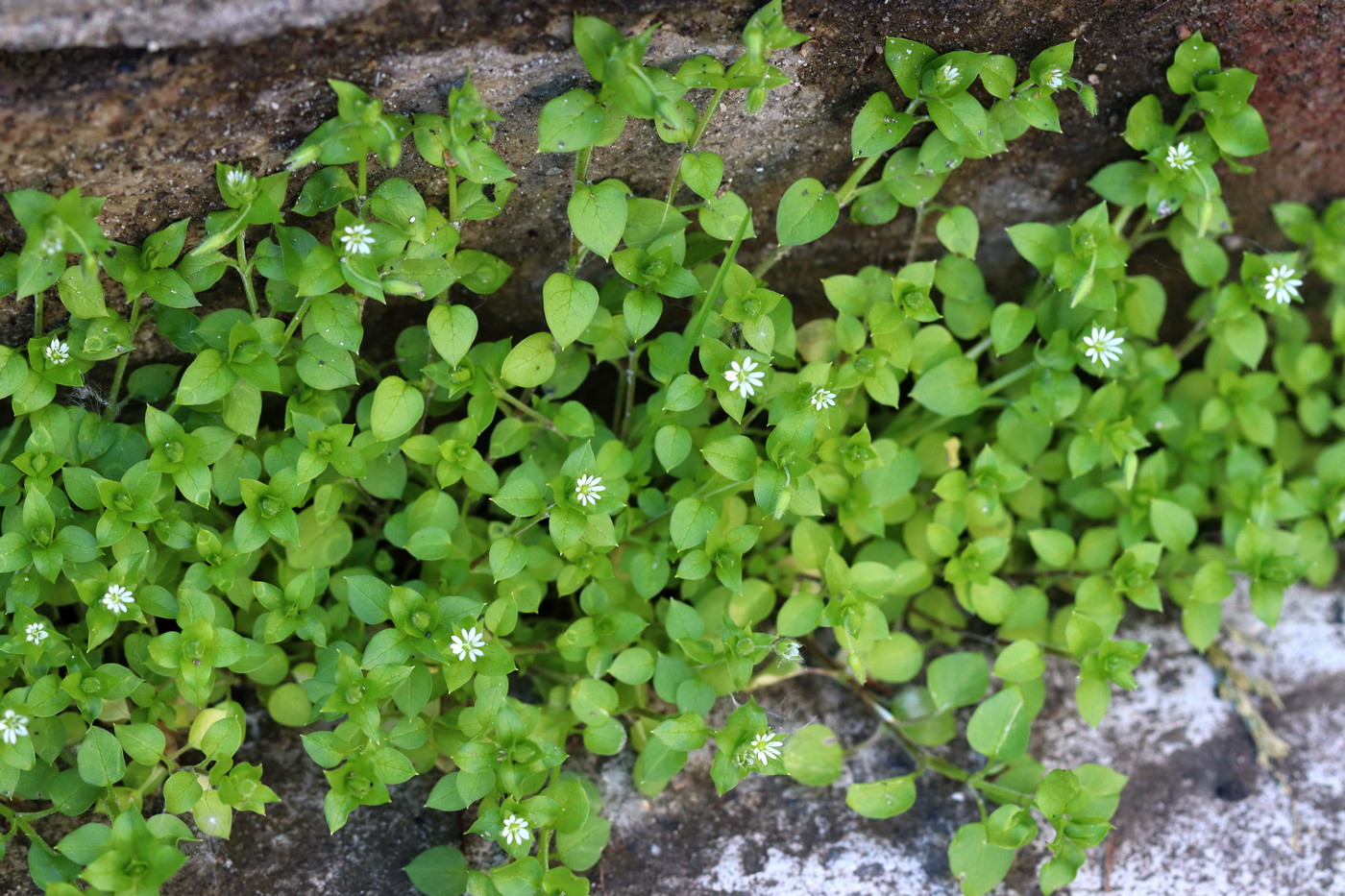 Image of Stellaria media specimen.