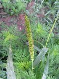 Setaria verticillata