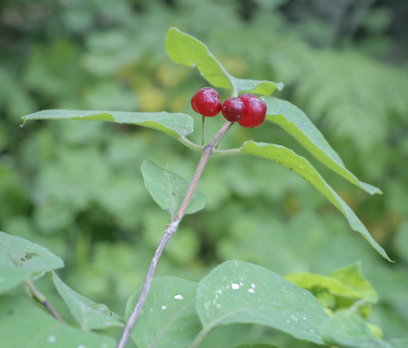 Изображение особи Lonicera xylosteum.