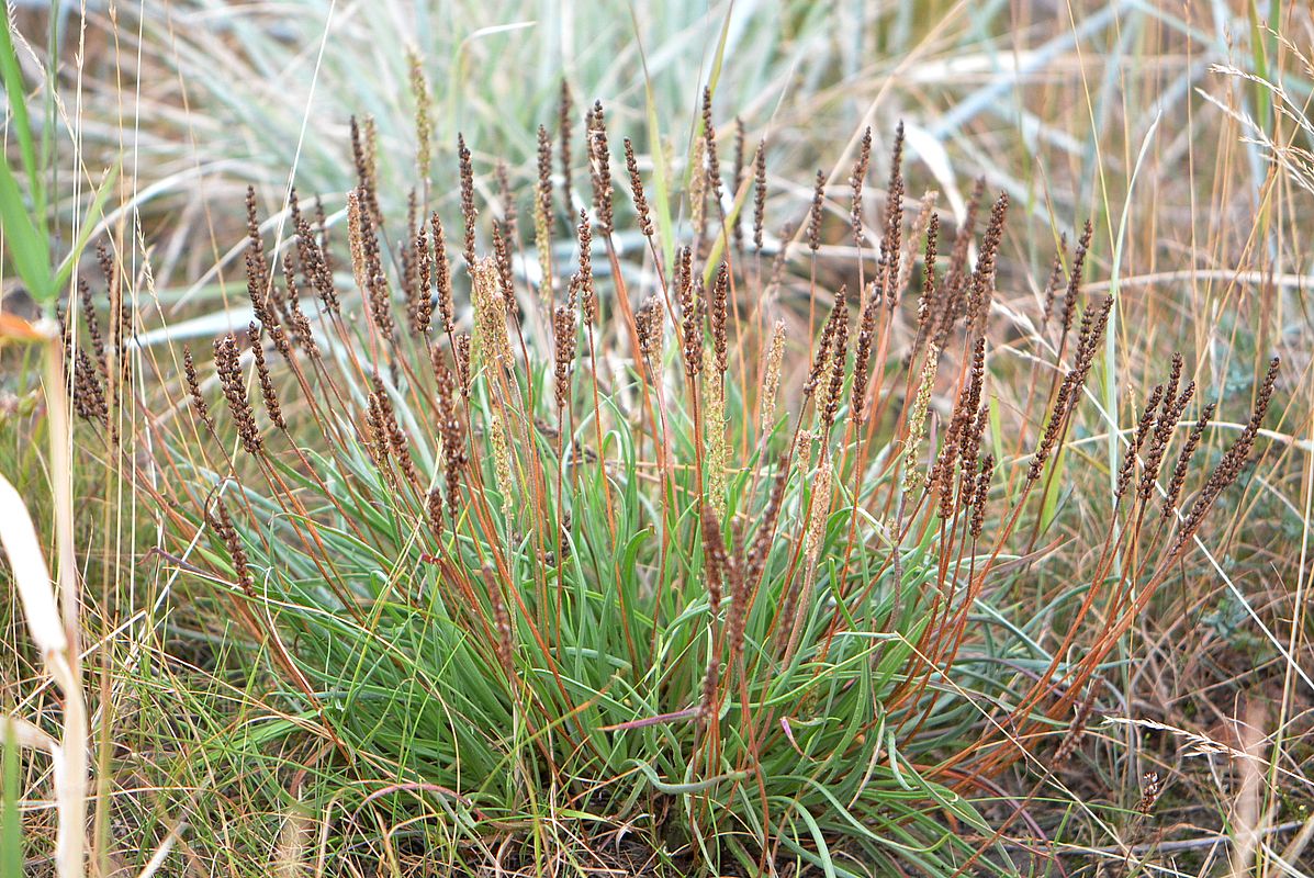 Image of Plantago maritima specimen.