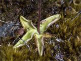 Pinguicula vulgaris. Розетка листьев плодоносящего растения. Мурманская обл., п-в Рыбачий, каменистый замшелый берег р. Скорбеевская вблизи водопада. 29.07.2020.