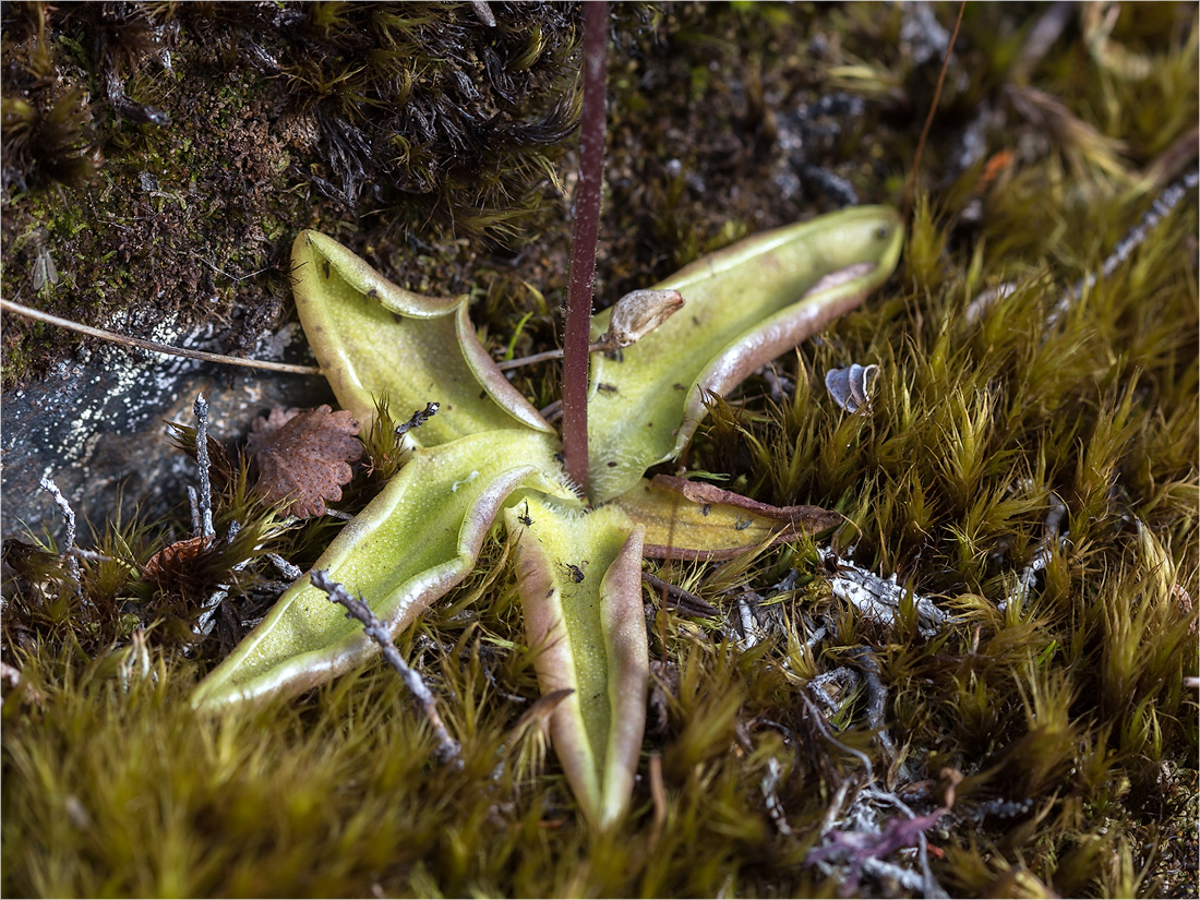 Изображение особи Pinguicula vulgaris.