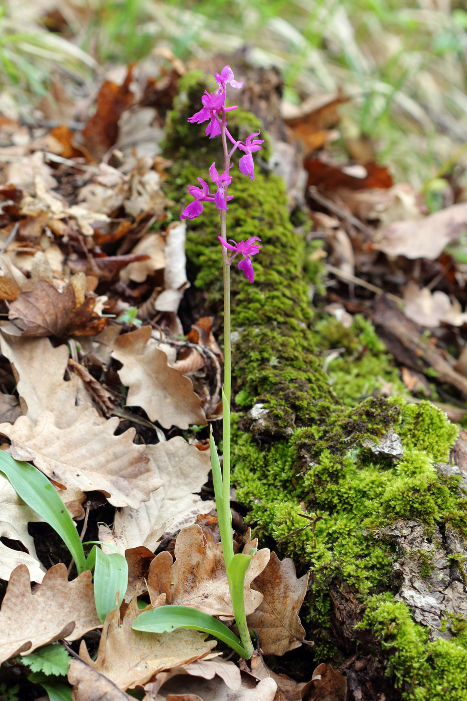 Image of Orchis mascula specimen.