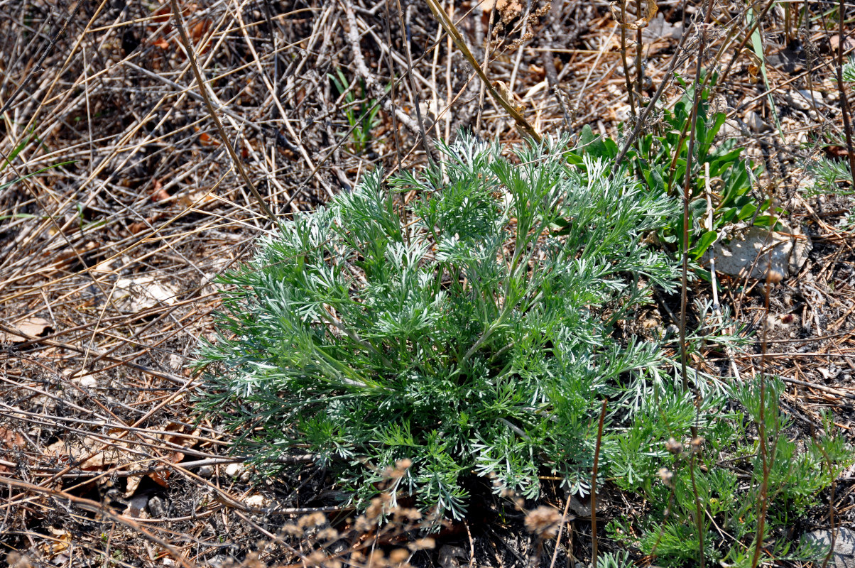 Изображение особи Artemisia campestris.