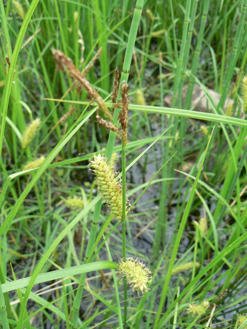 Изображение особи Carex vesicata.