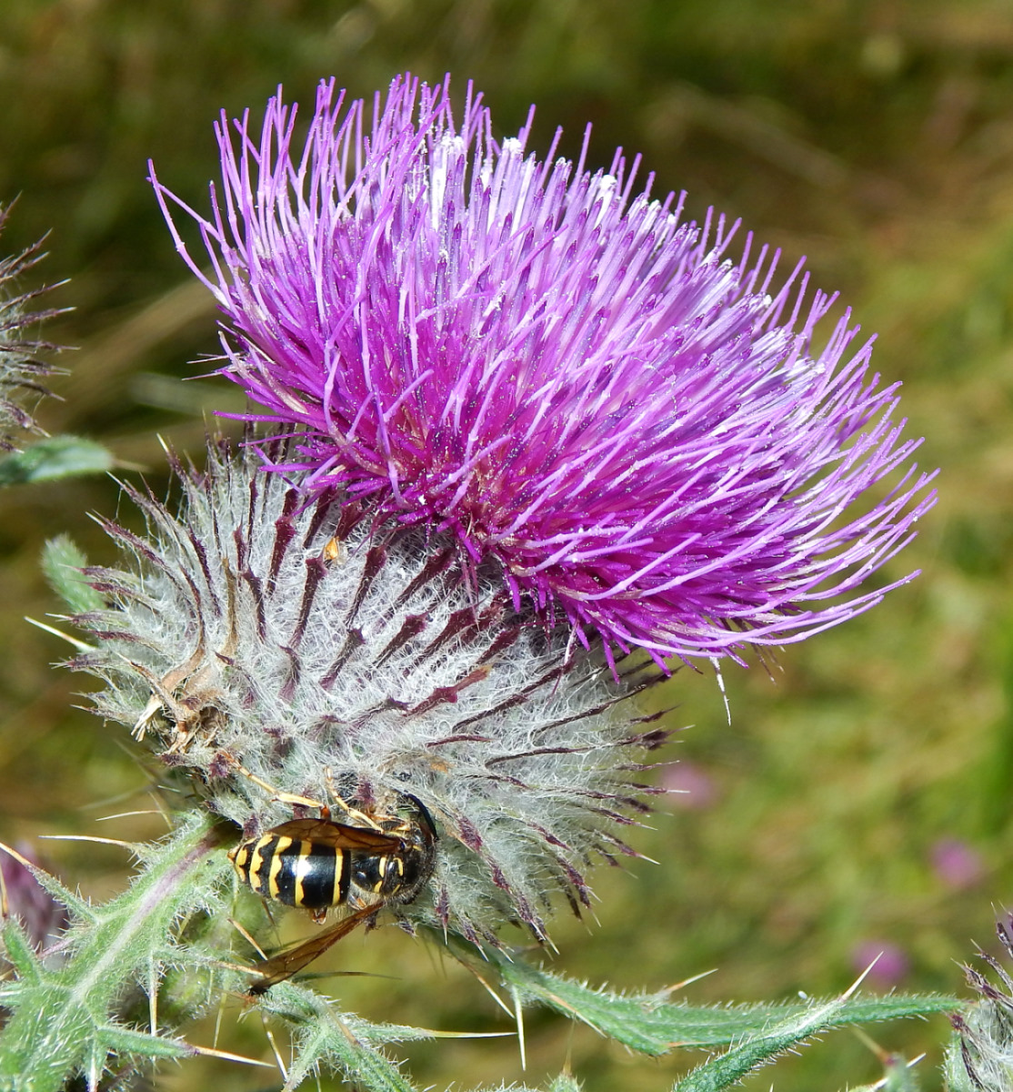 Image of Cirsium polonicum specimen.