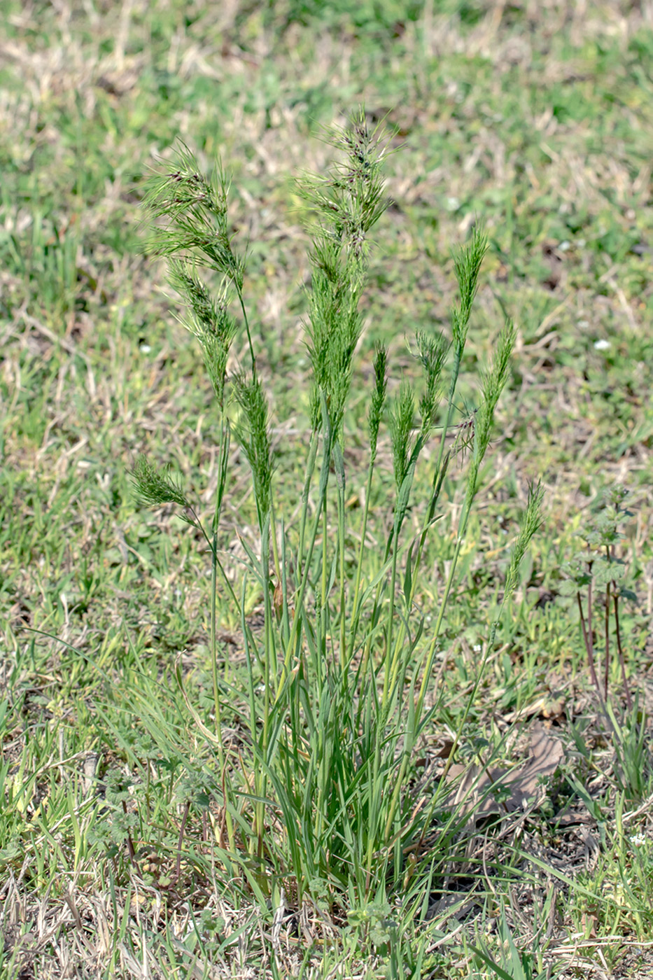 Изображение особи Poa bulbosa ssp. vivipara.