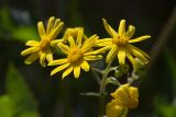 Senecio vernalis