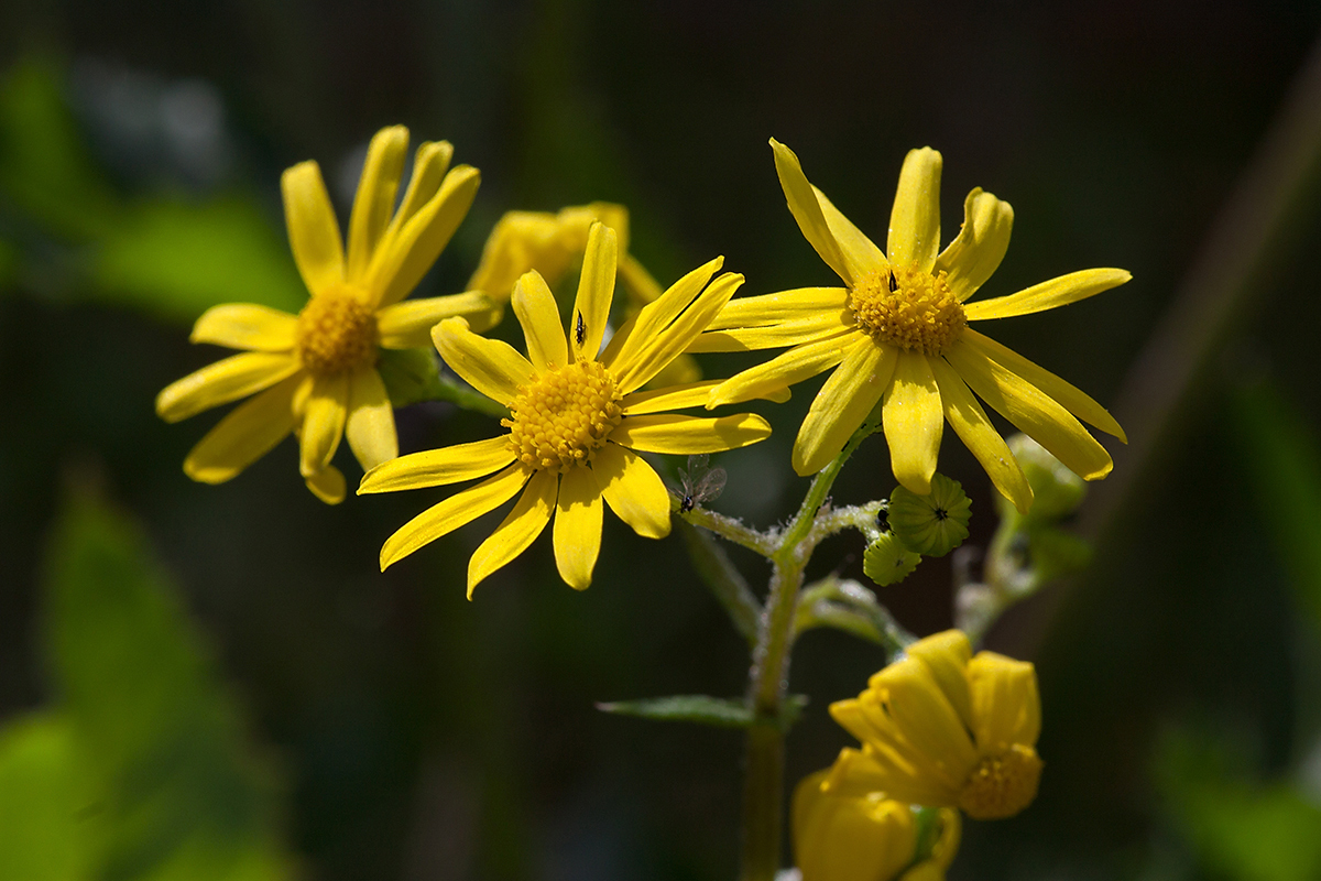 Image of Senecio vernalis specimen.