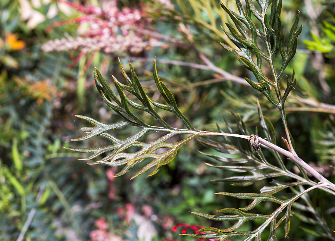 Изображение особи род Grevillea.