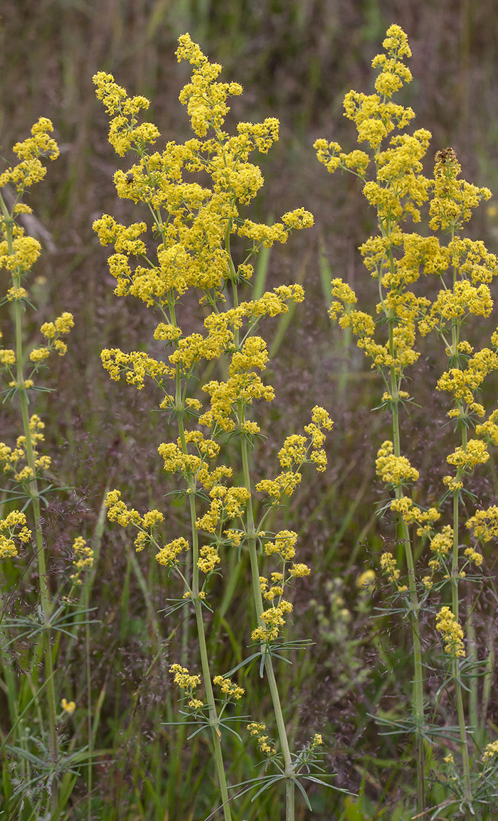 Image of Galium verum specimen.