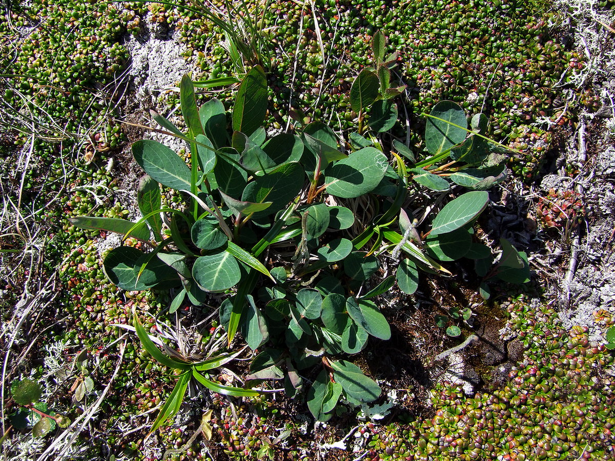 Image of Salix alexii-skvortzovii specimen.