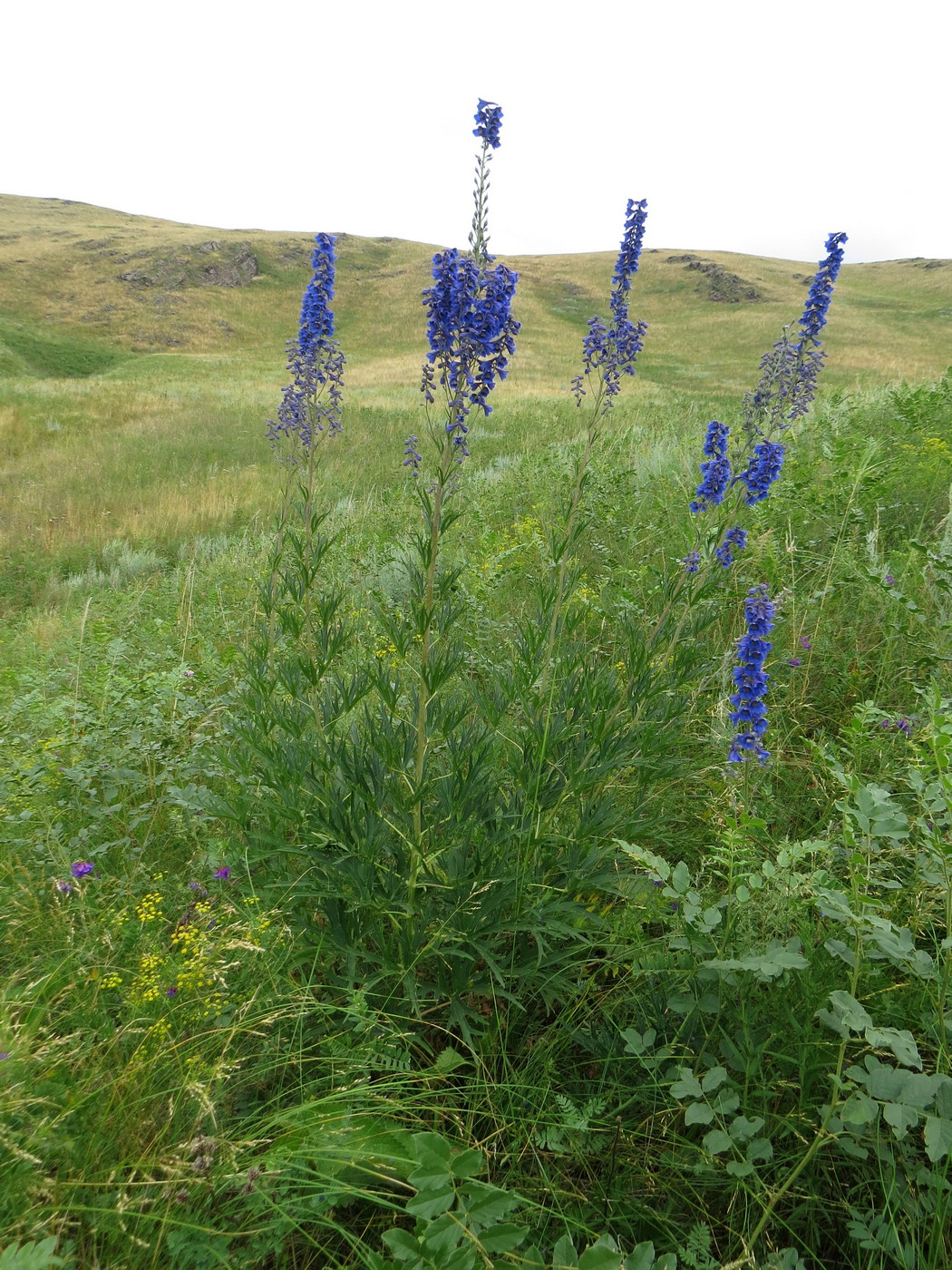 Image of Delphinium cyananthum specimen.