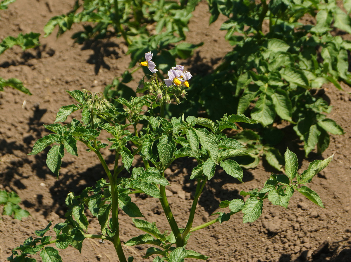 Image of Solanum tuberosum specimen.