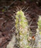 Echinocereus berlandieri