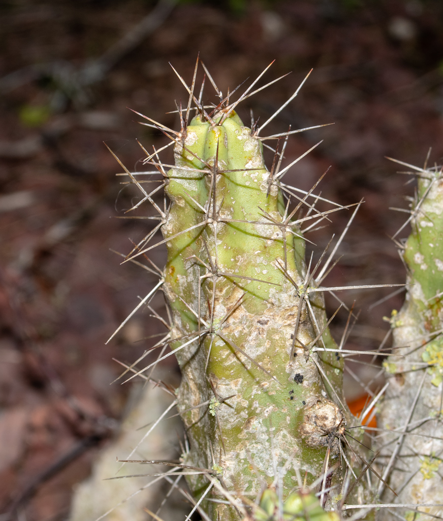 Image of Echinocereus berlandieri specimen.