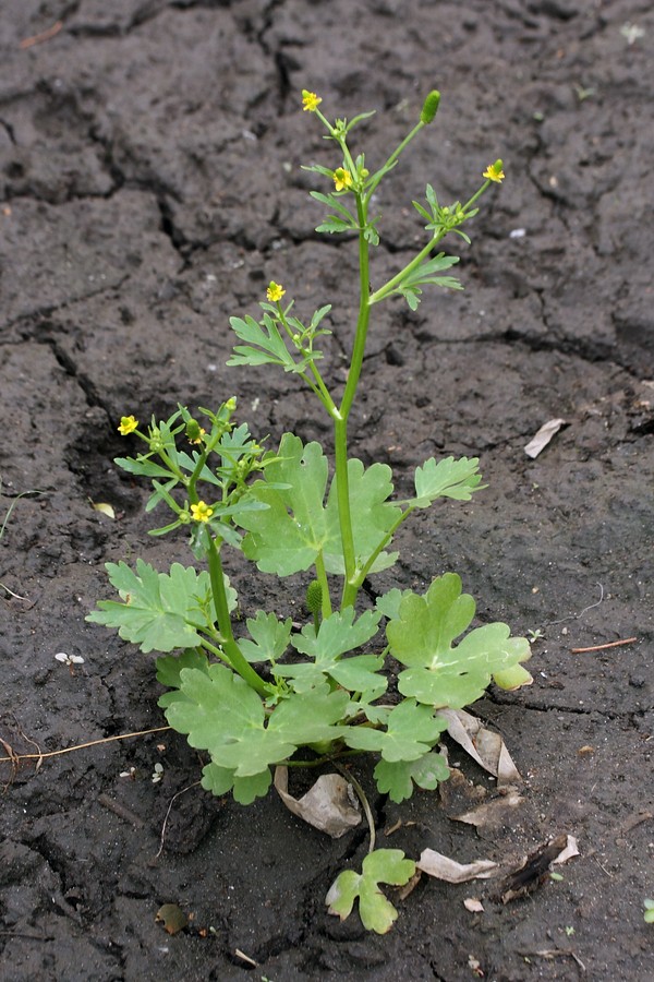 Изображение особи Ranunculus sceleratus.