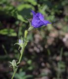 Campanula persicifolia. Верхушка цветущего растения. Пермский край, Кунгурский р-н, окр. с. Филипповка, гора Ледяная, опушка в сосновом бору. 20.06.2021.