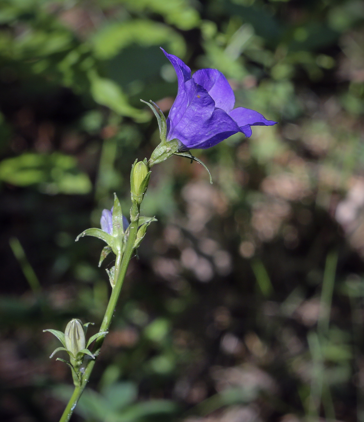 Изображение особи Campanula persicifolia.