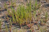 genus Salicornia