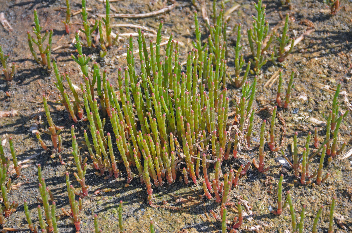 Image of genus Salicornia specimen.