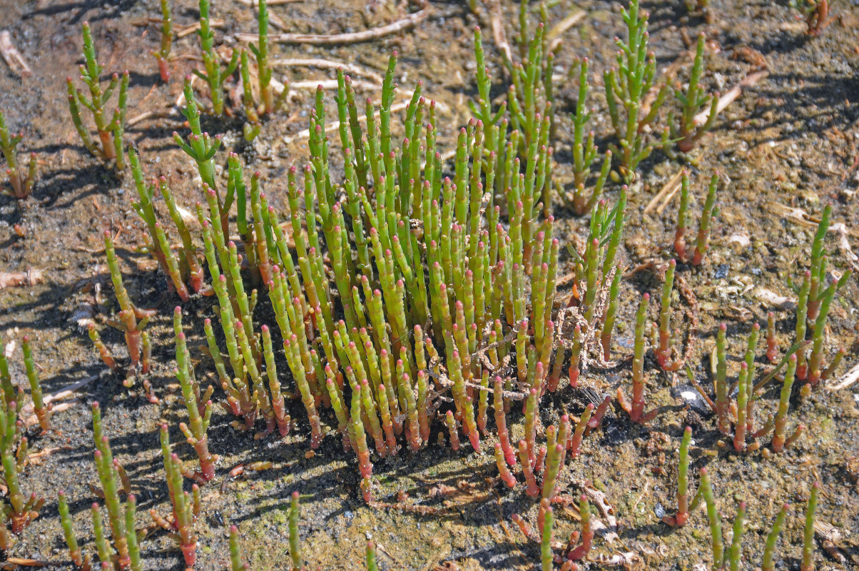 Изображение особи род Salicornia.