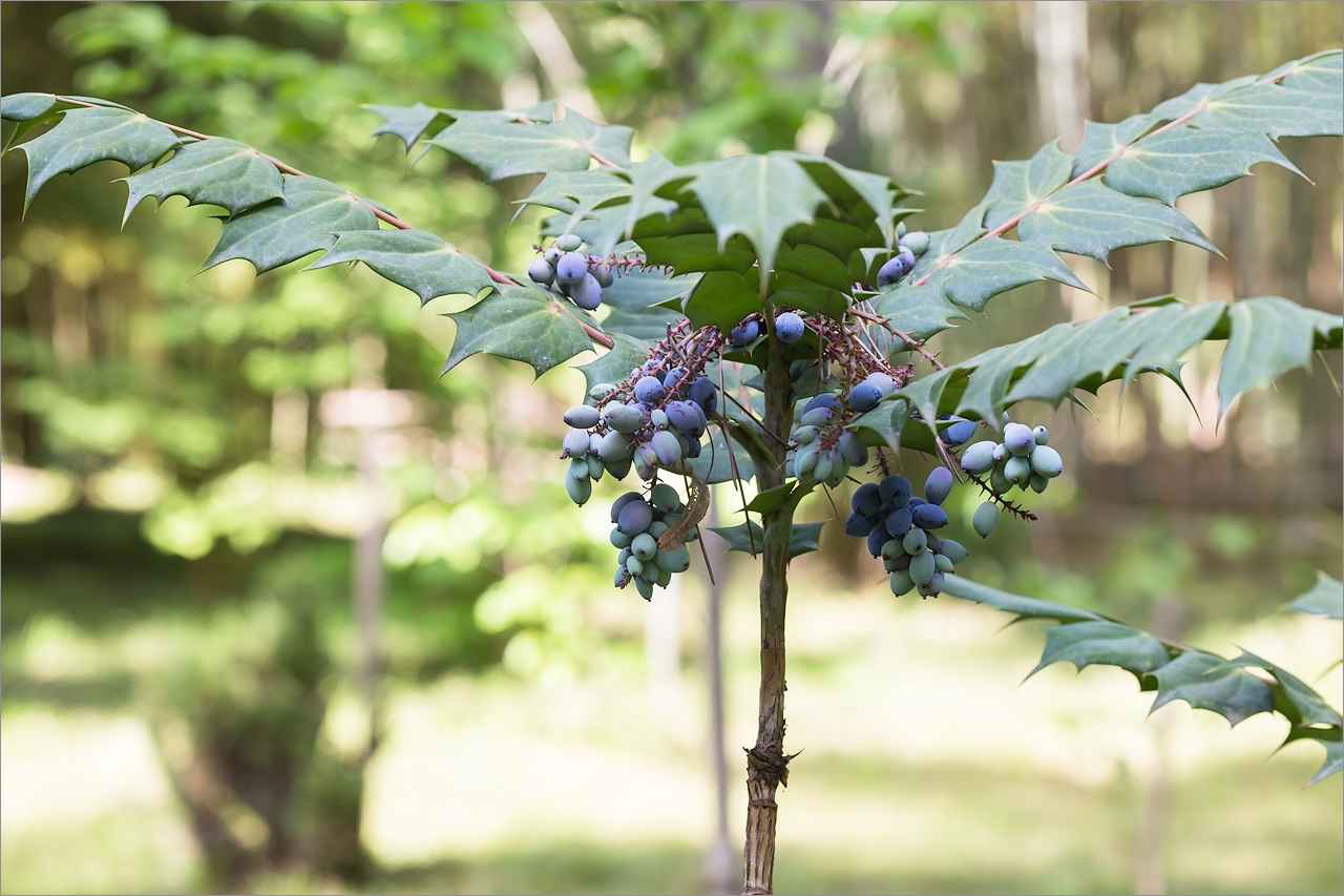 Изображение особи Mahonia japonica.