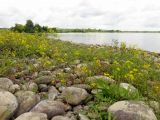Rorippa sylvestris