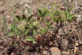 Trifolium retusum